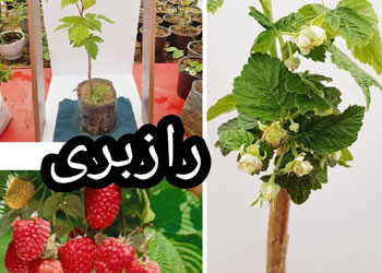 نهال رازبری