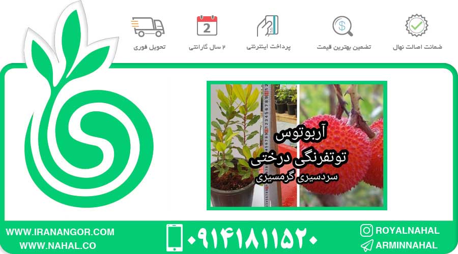 نهال آربوتوس توت فرنگی درختی