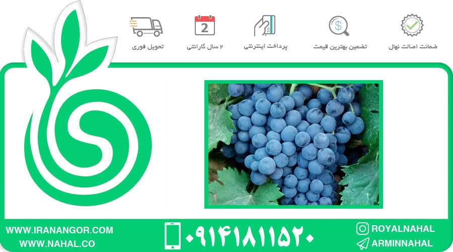 نهال انگور شاهانی 5