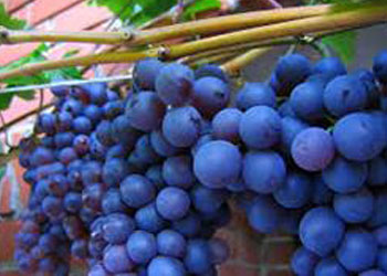 نهال انگور ملحی
