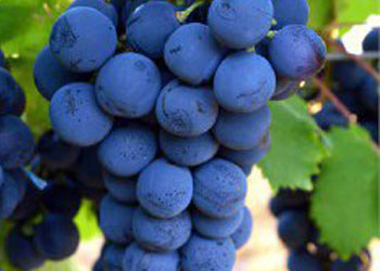 نهال انگور قره گندمه